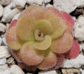 Pinguicula martinezii
