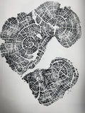 Old Growth Juniper Tree Ring Print – Boulder, Utah (Grand Staircase) – 24x36 Original Signed