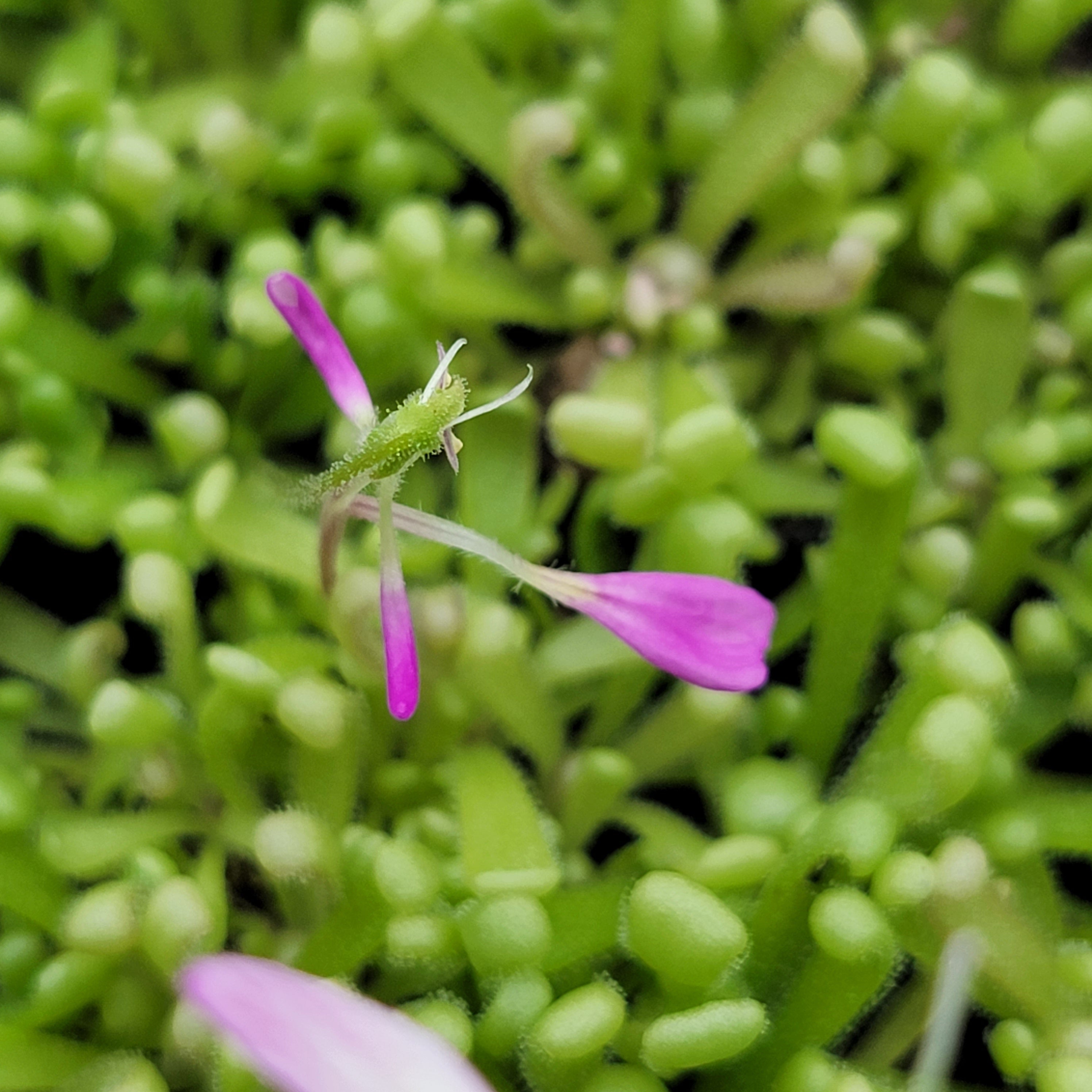 Pinguicula "Baby Medusa"