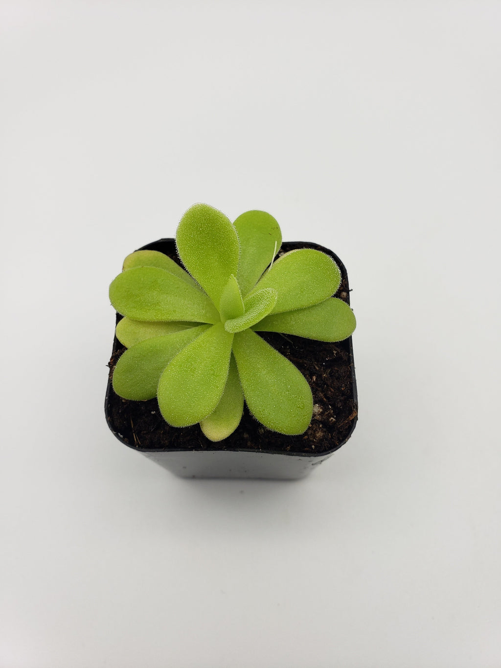 Pinguicula agnata "True Blue" x gigantea