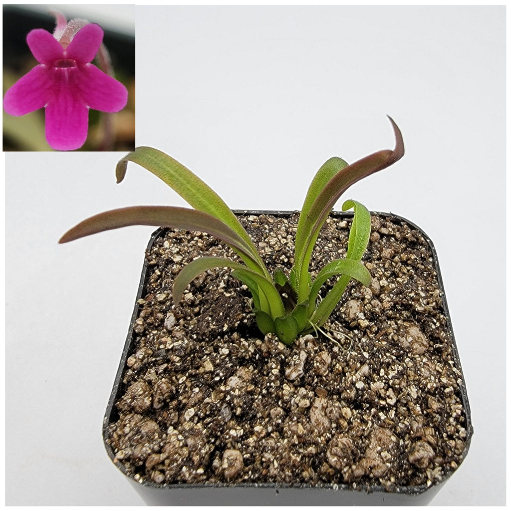 Pinguicula calderoniae {llano del conejo, San Luis Potosi}