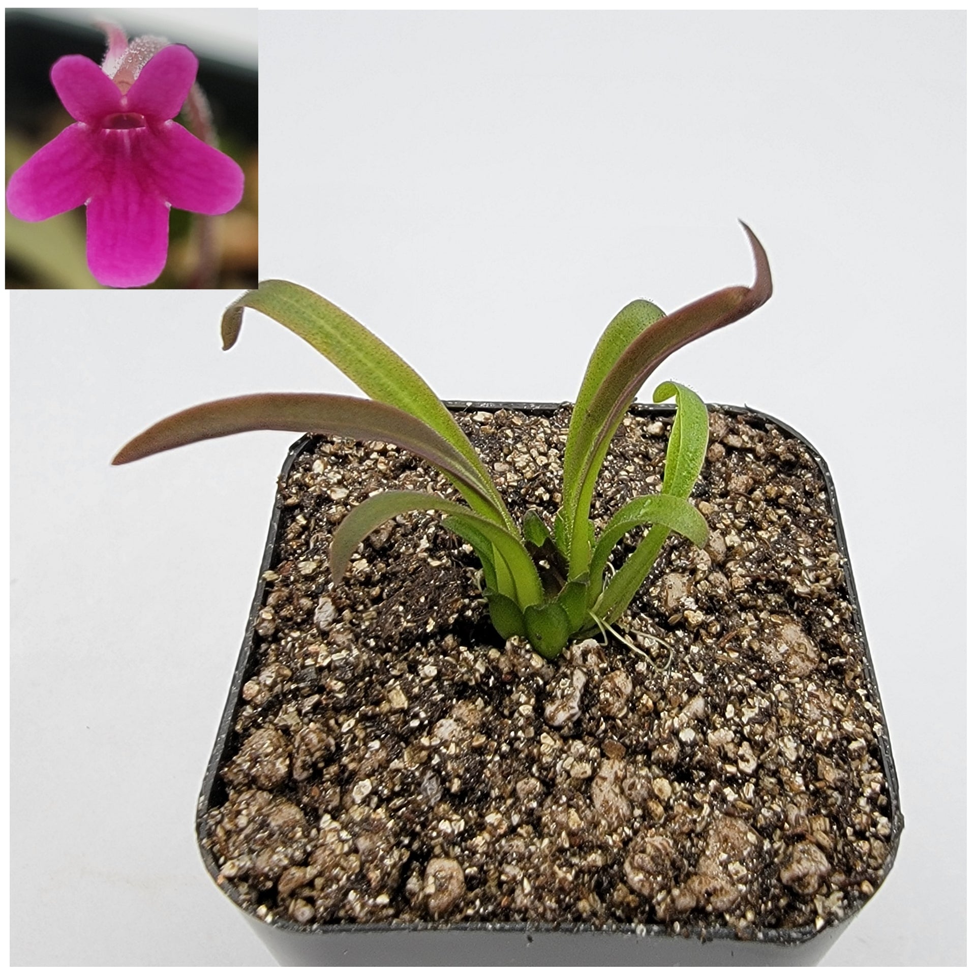 Pinguicula calderoniae {llano del conejo, San Luis Potosi}