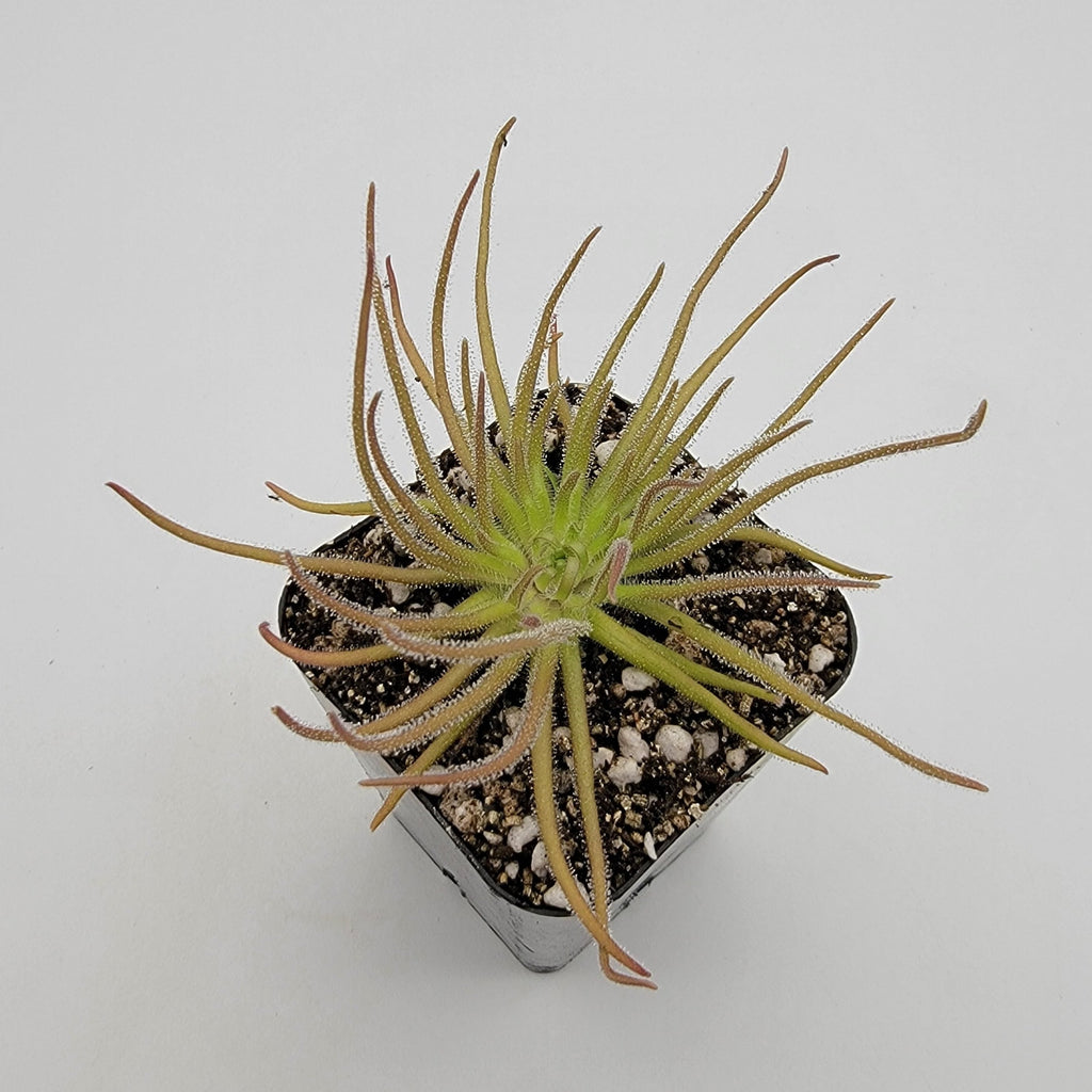 Pinguicula gypsicola {Buena Vista, San Luis Potosi, Mex}