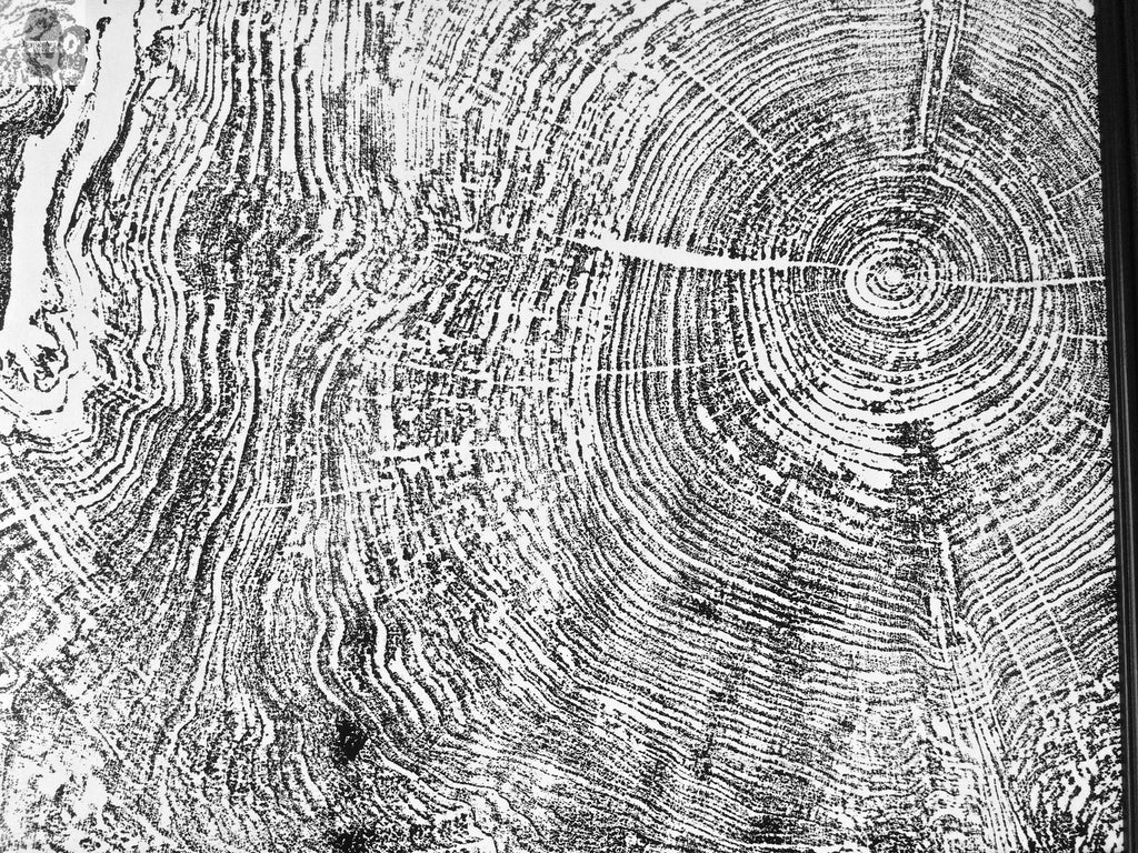 Set of 9 prints, Tree ring art, Maple Tree, Tree ring prints, Gallery wall art, Massachusetts Big Leaf Maple Tree 12x16 each prints