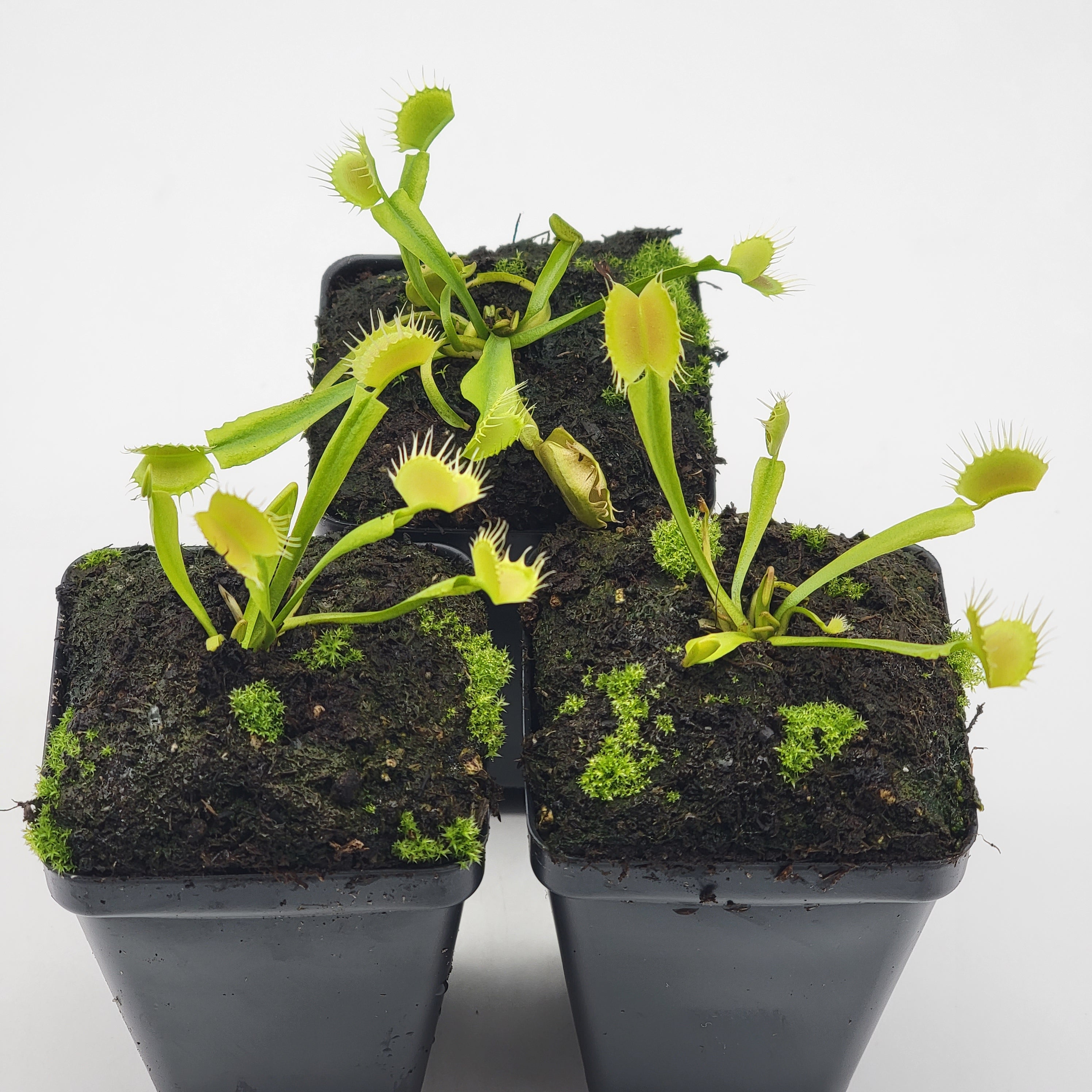 Venus flytrap (Dionaea muscipula) 'Crispy sun'