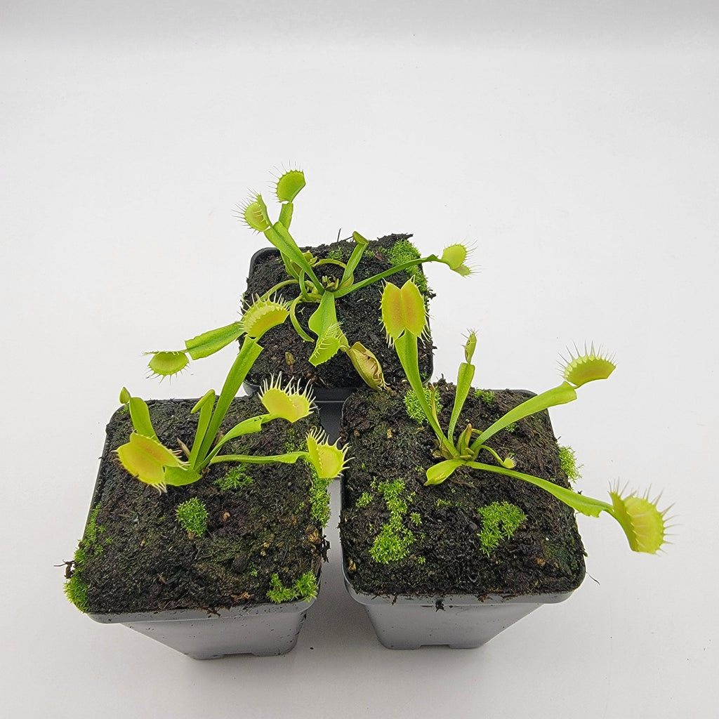 Venus flytrap (Dionaea muscipula) 'Crispy sun'