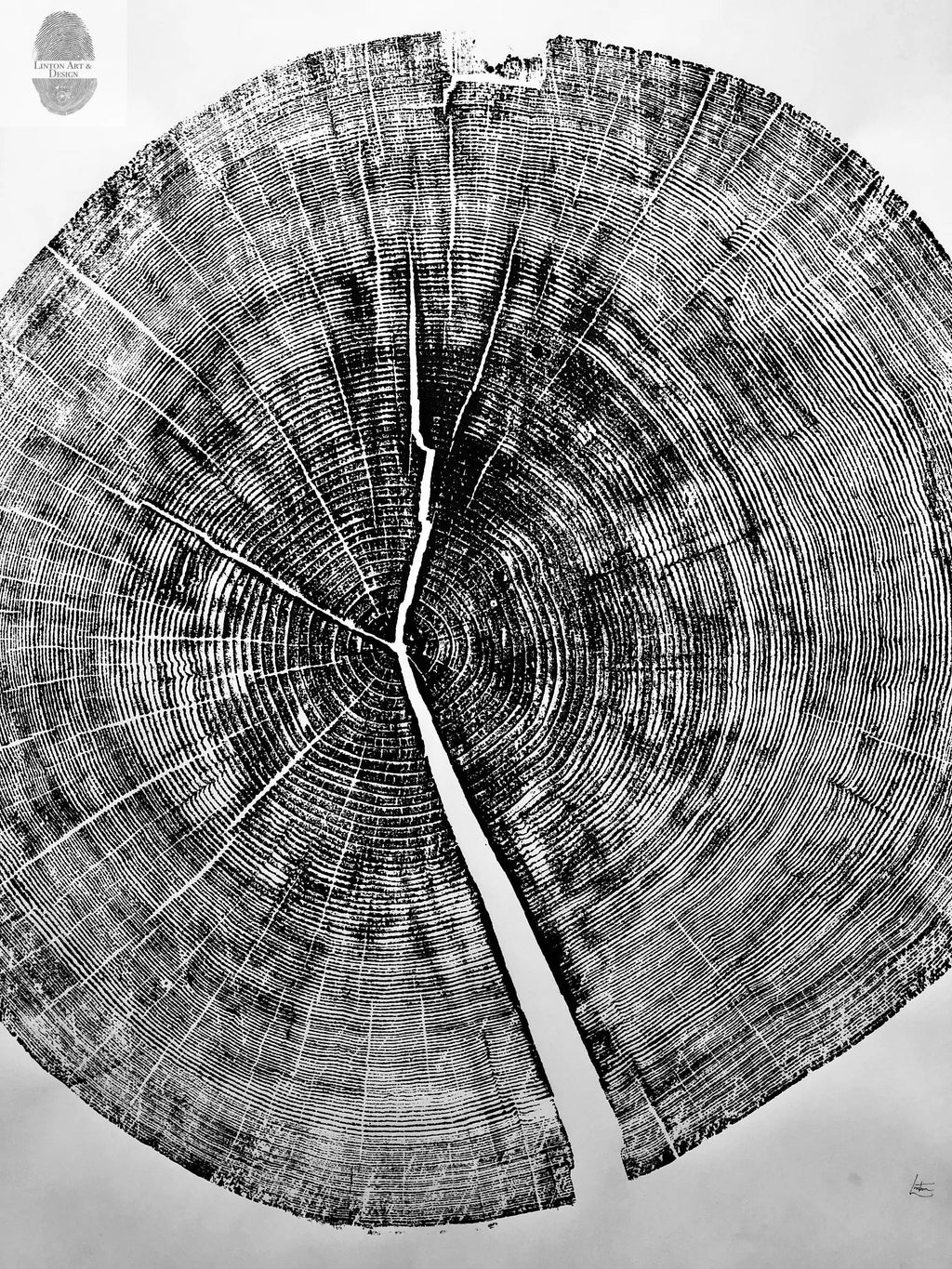 Yosemite National Park, California Pine - 36x36 print