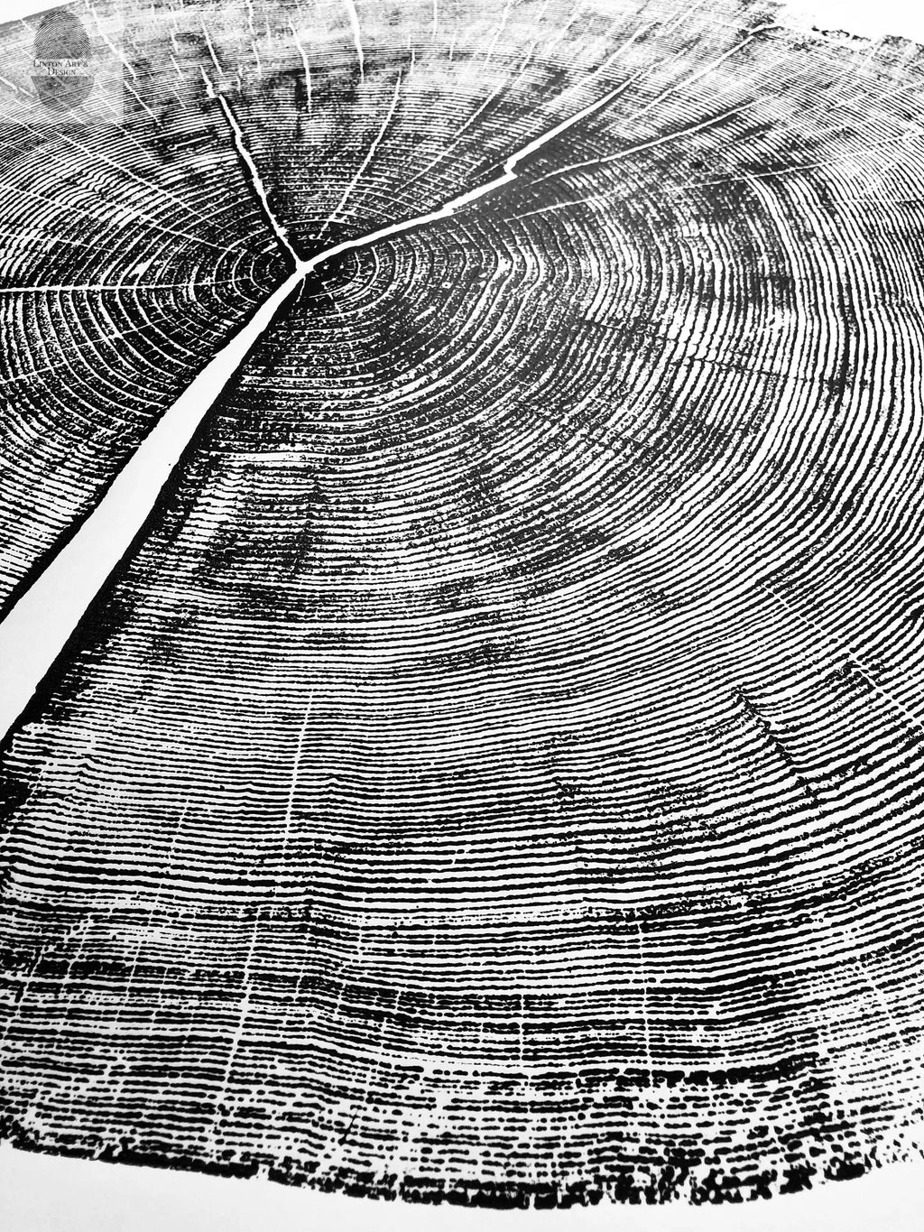 Yosemite National Park, California Pine - 36x36 print