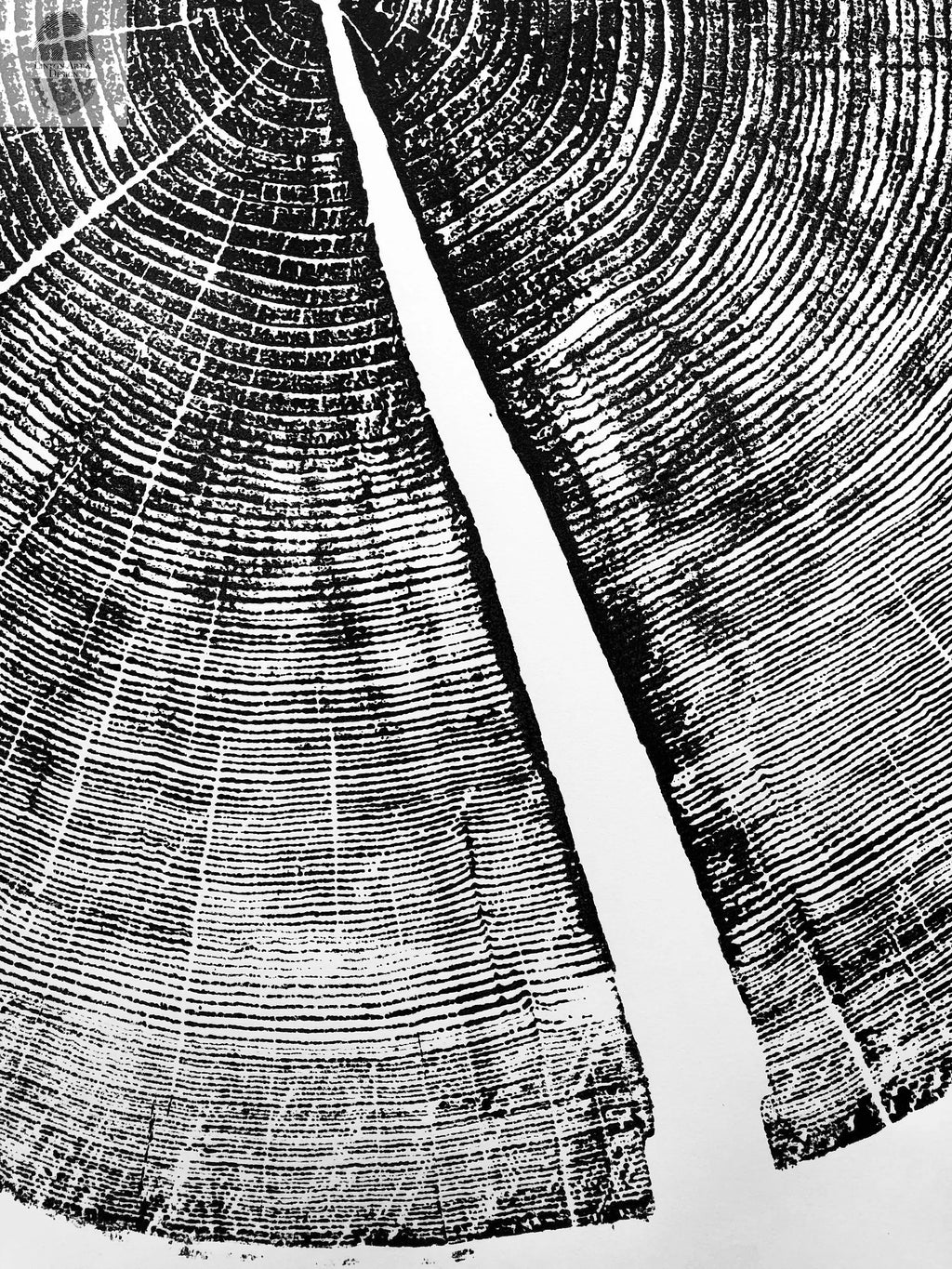 Yosemite National Park, California Pine - 36x36 print