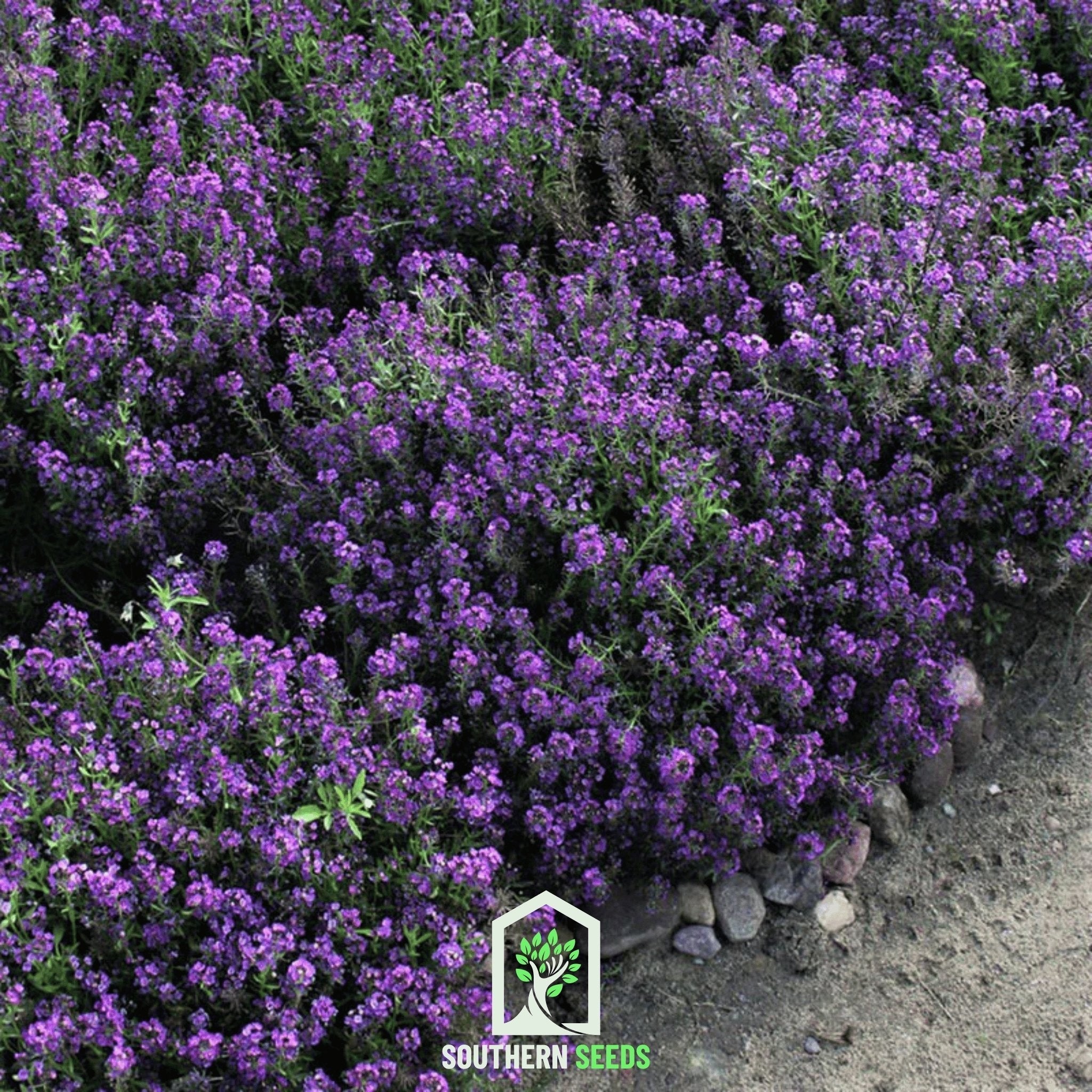 Oriental Nights Alyssum – 100 Seeds