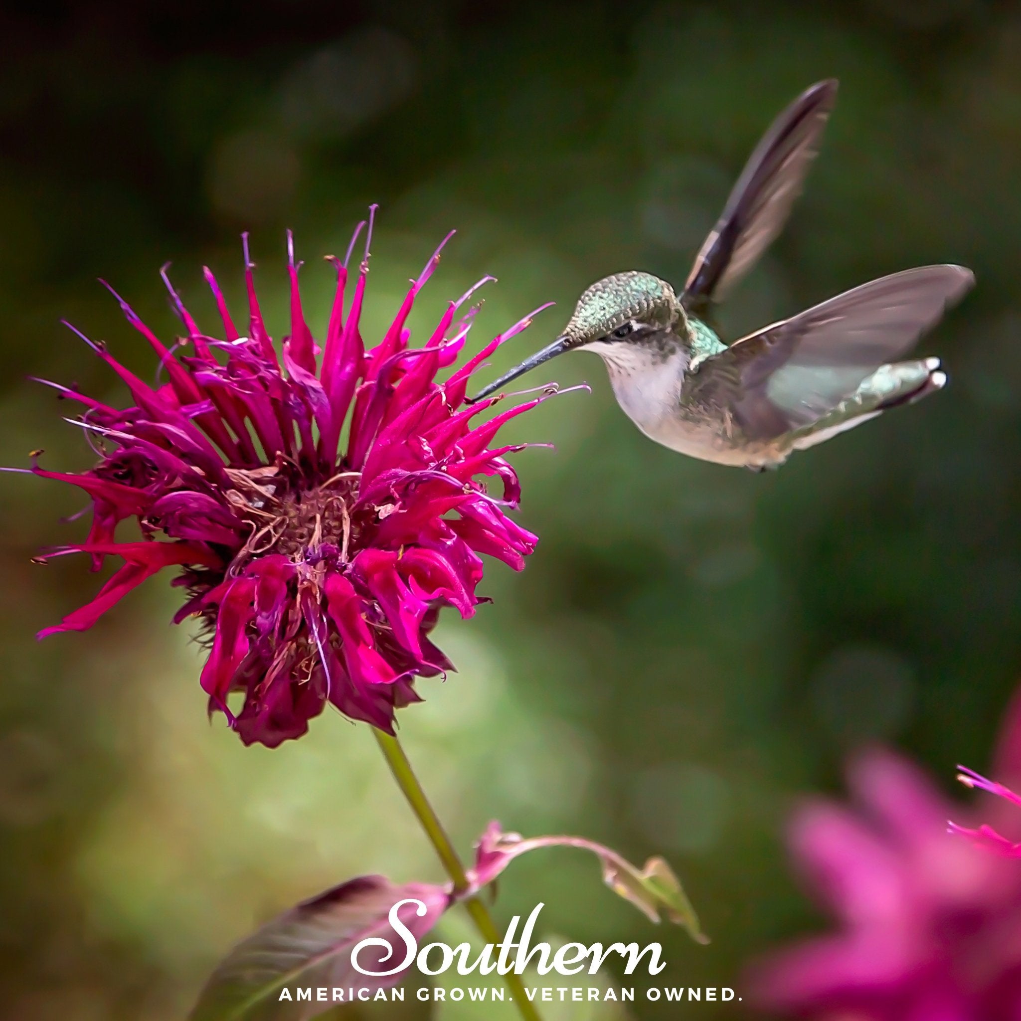 Monarda Bee Balm Mix – 20 Seeds
