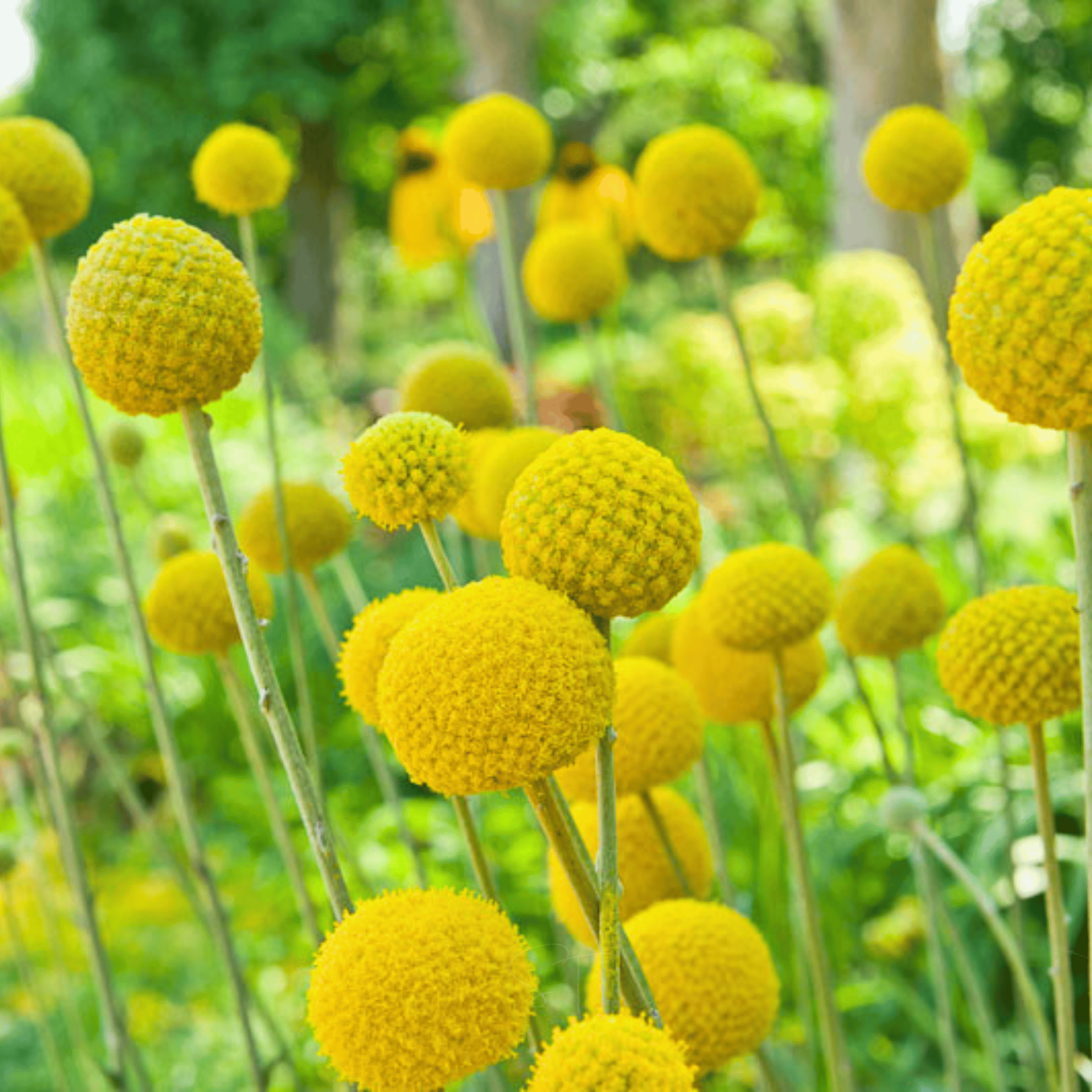 Billy Buttons (Drumsticks) – 50 Seeds