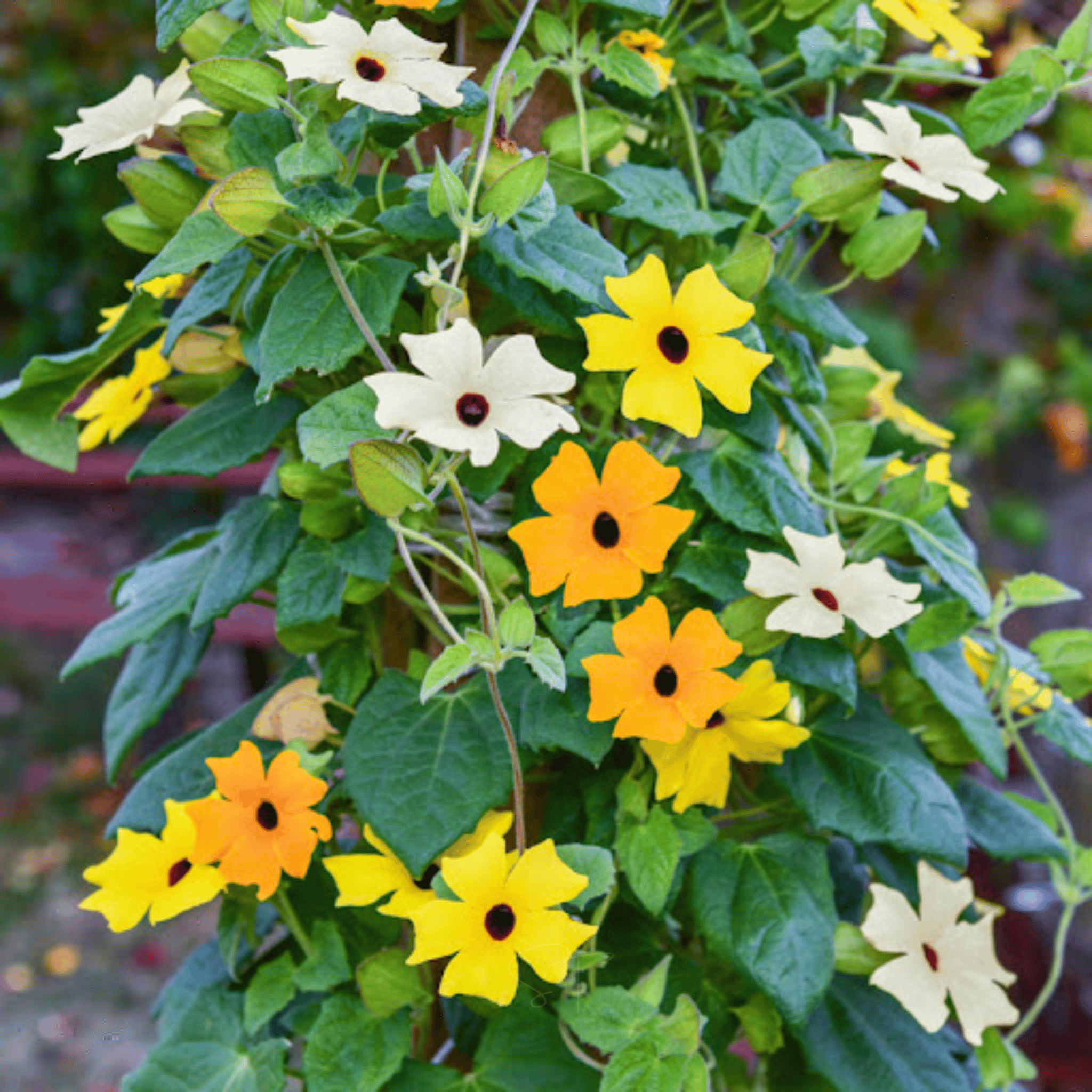 Black Eyed Susan Vine Mix – 50 Seeds