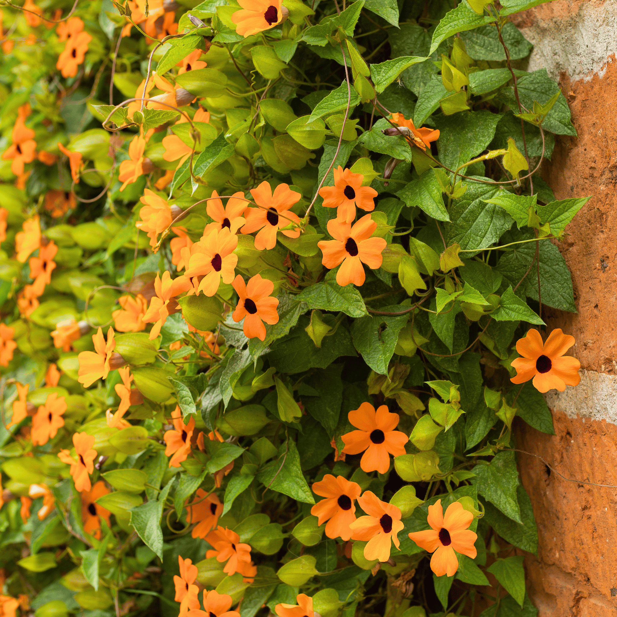 Black Eyed Susan Vine Mix – 50 Seeds