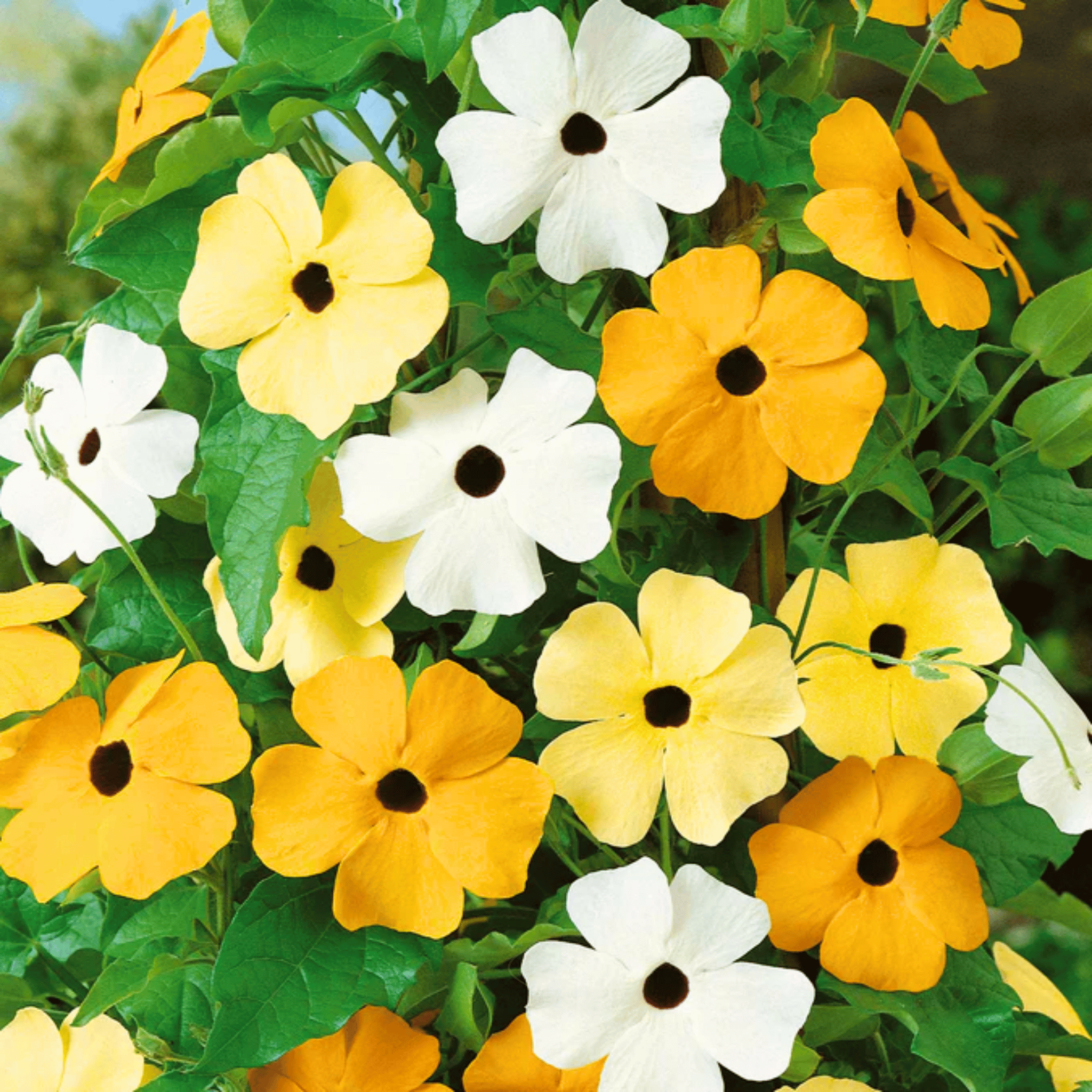Black Eyed Susan Vine Mix – 50 Seeds