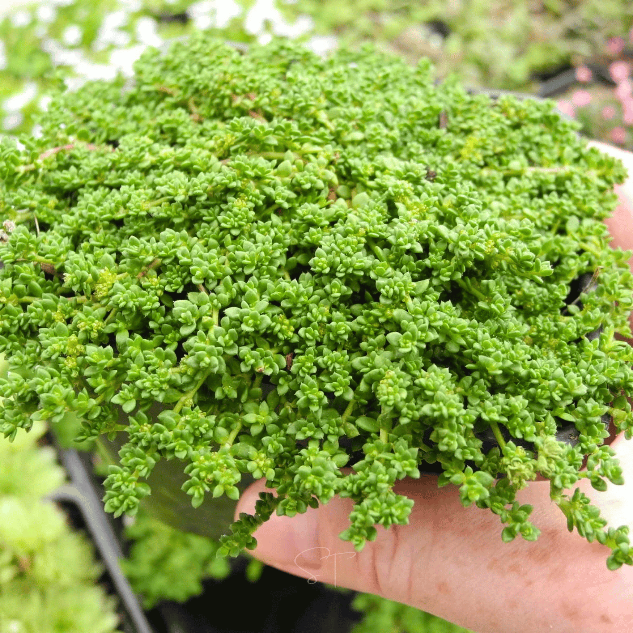 Green Carpet Rupturewort – 100 Seeds