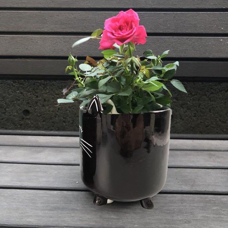 Black Cat Planter Pot With Ears & Whiskers for Succulents, Flowers, Herbs or Plants