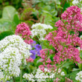 Jupiter’s Beard Mix – 50 Seeds