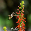 Cardinal Flower Lobelia – 250 Seeds