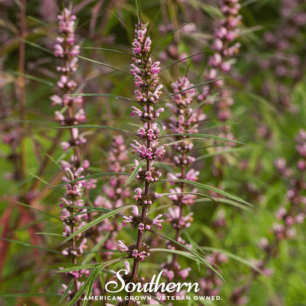 Motherwort – 50 Seeds