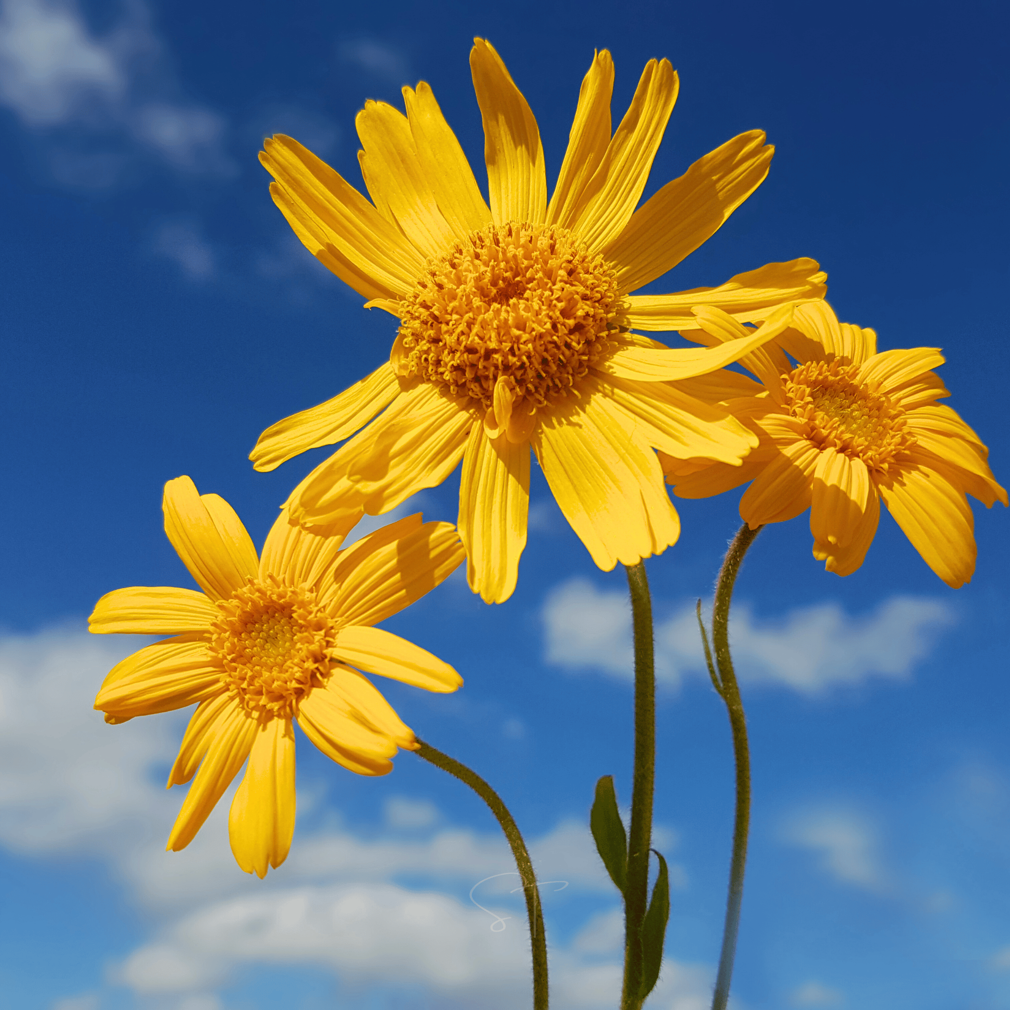 Mountain Arnica – 20 Seeds