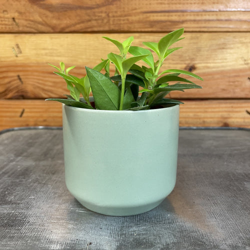 Aeschynanthus Lipstick Purple Star, 2" Plant