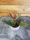 Begonia Angel Wing Benigo Pink, 2" Plant