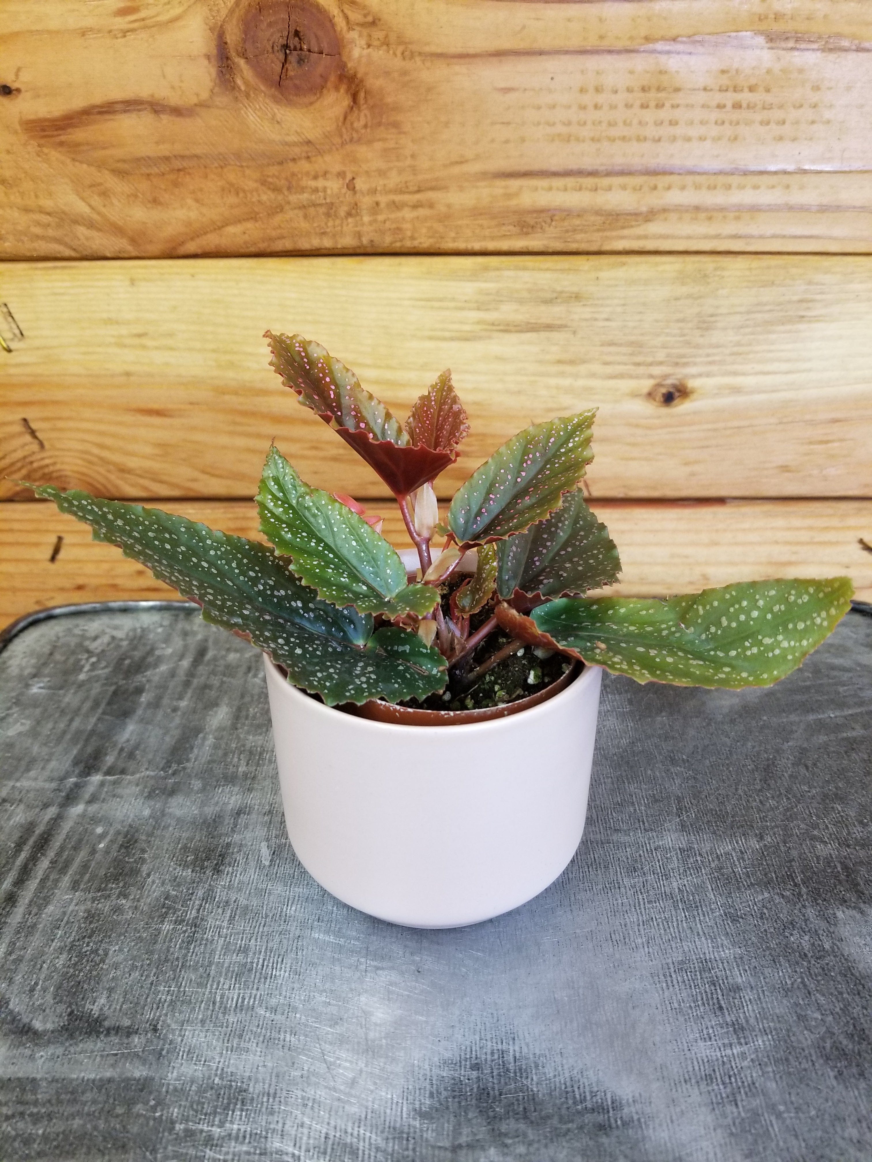 Begonia Angel Wing Benigo Pink, 2" Plant