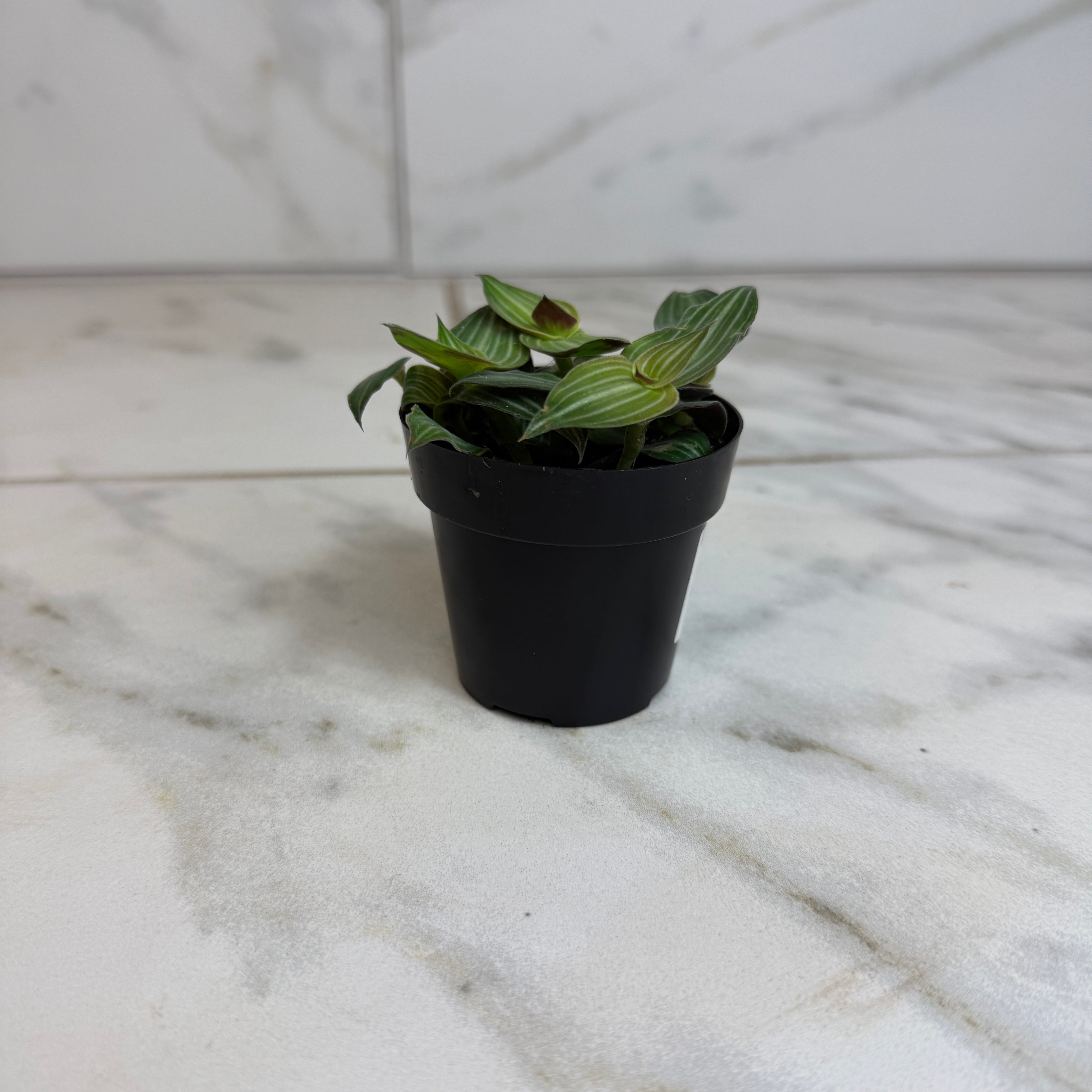 Callisia Elegans, 2" Plant