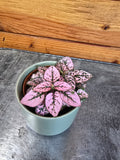 Hypoestes Polka Dot Plant Pink Splash, 2" Plant