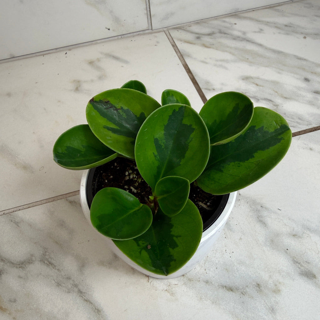 Peperomia Obtusifolia Lemon Lime, 4" Plant