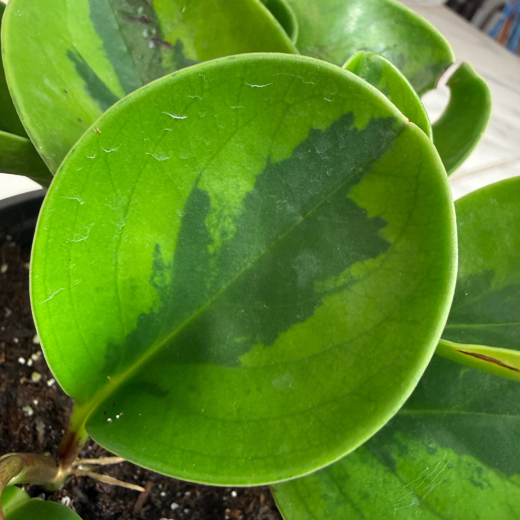 Peperomia Obtusifolia Lemon Lime, 4" Plant