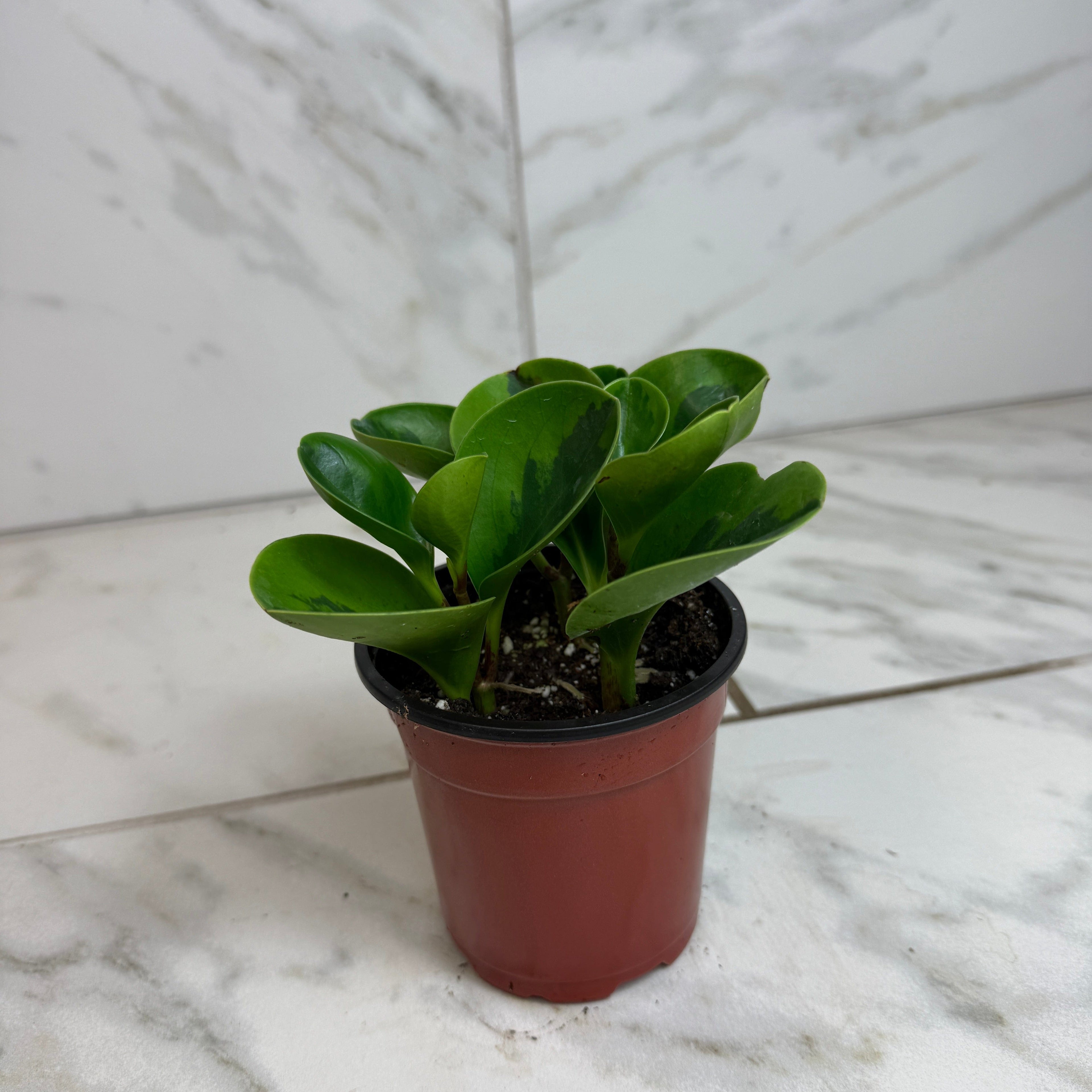 Peperomia Obtusifolia Lemon Lime, 4" Plant