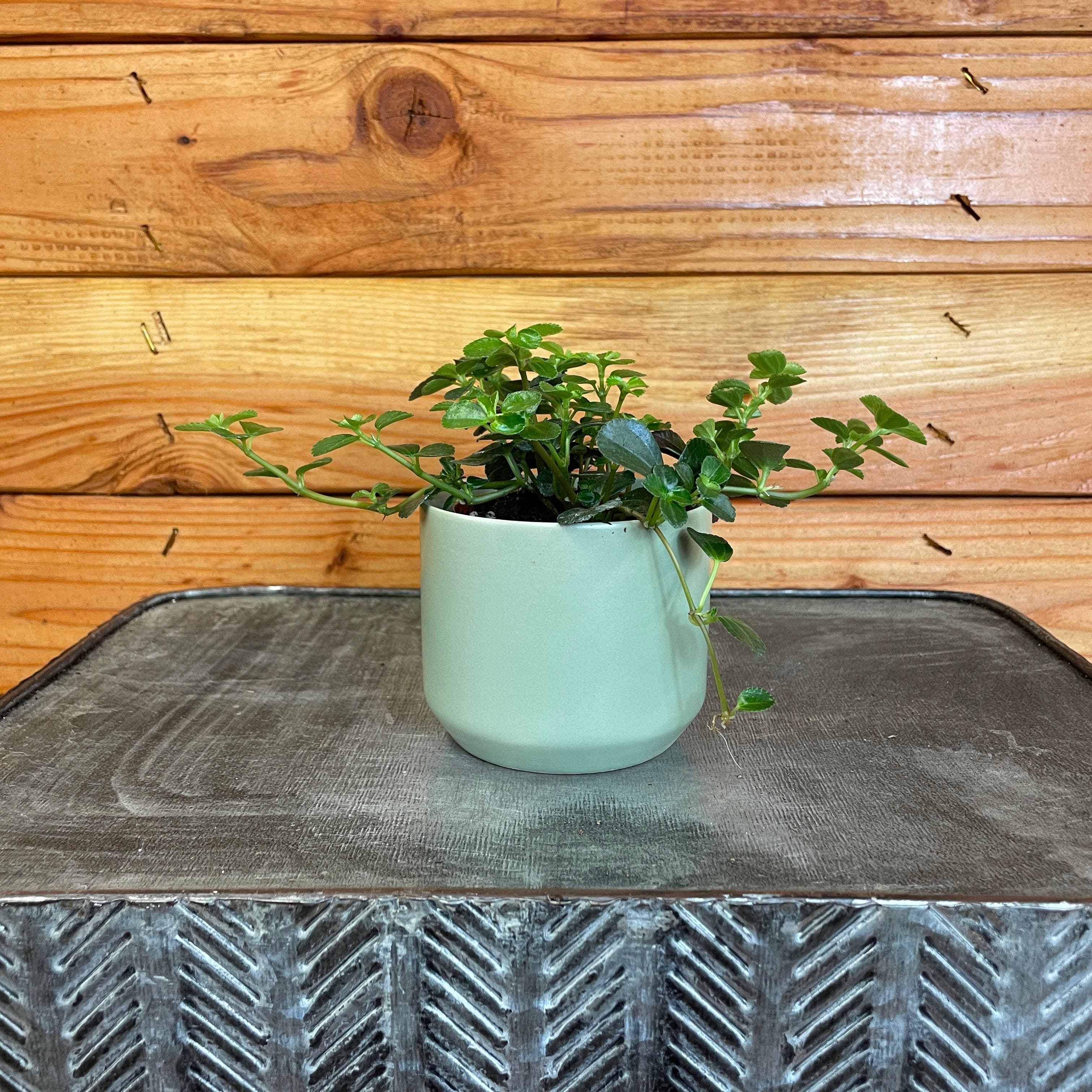 Pilea Espresso, 2" Plant