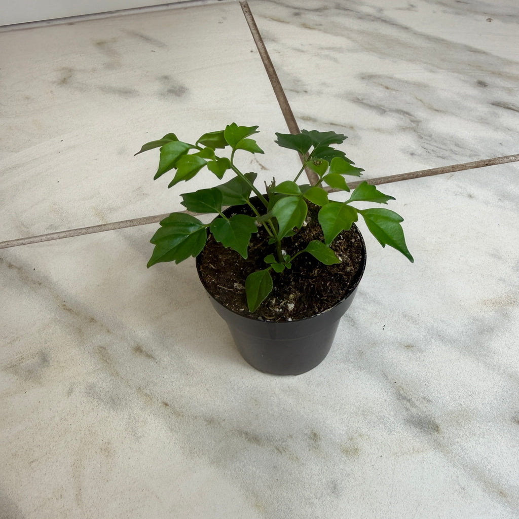 Radermachera Sinica China Doll, 2" Plant