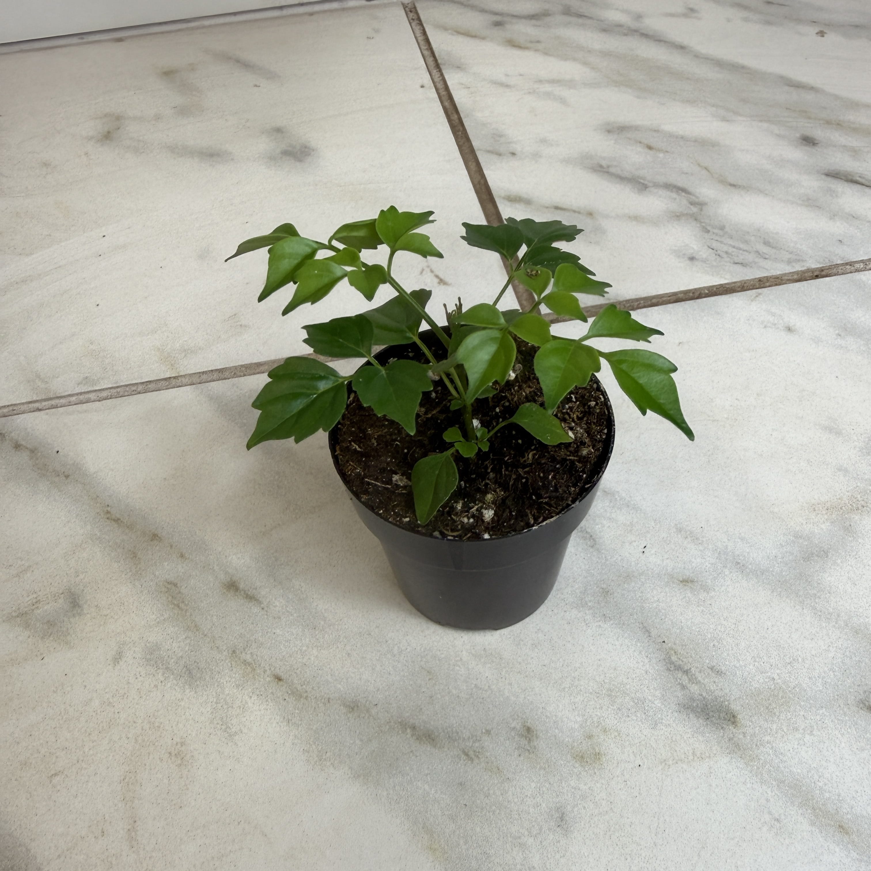 Radermachera Sinica China Doll, 2" Plant
