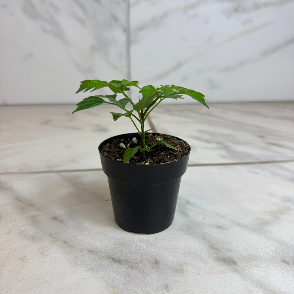 Radermachera Sinica China Doll, 2" Plant