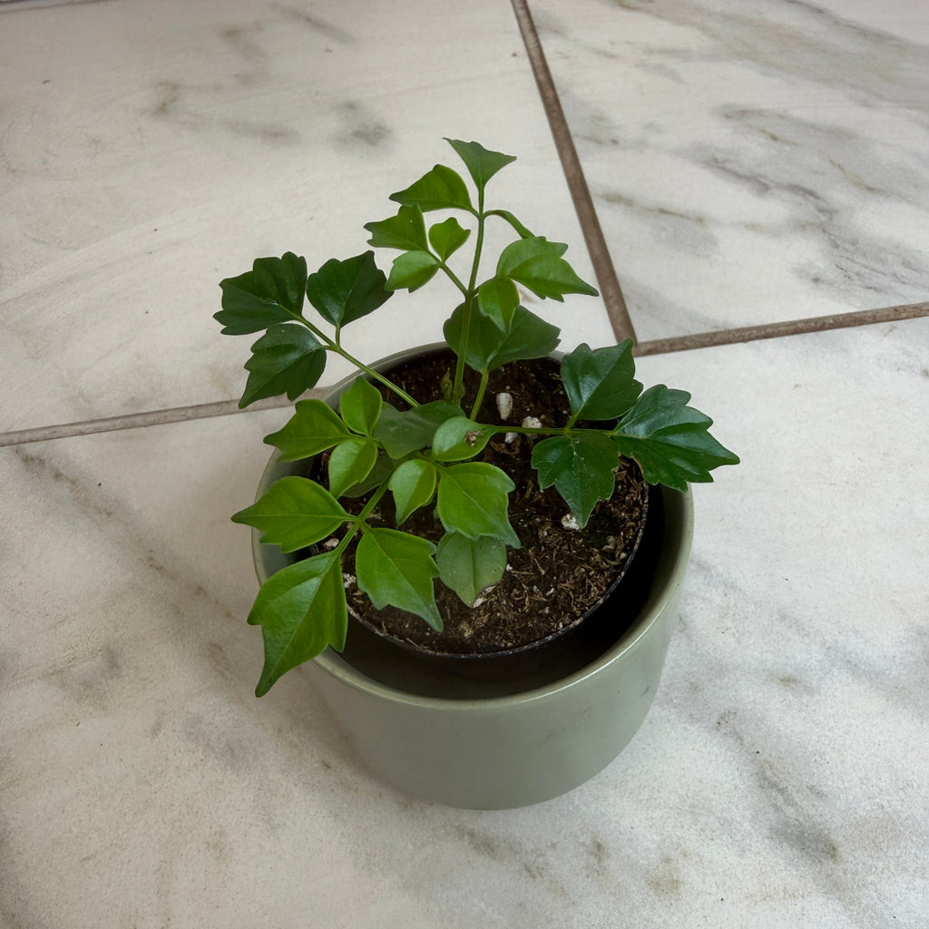 Radermachera Sinica China Doll, 2" Plant