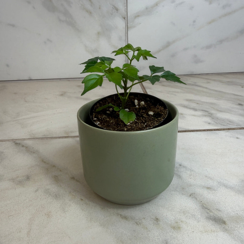 Radermachera Sinica China Doll, 2" Plant