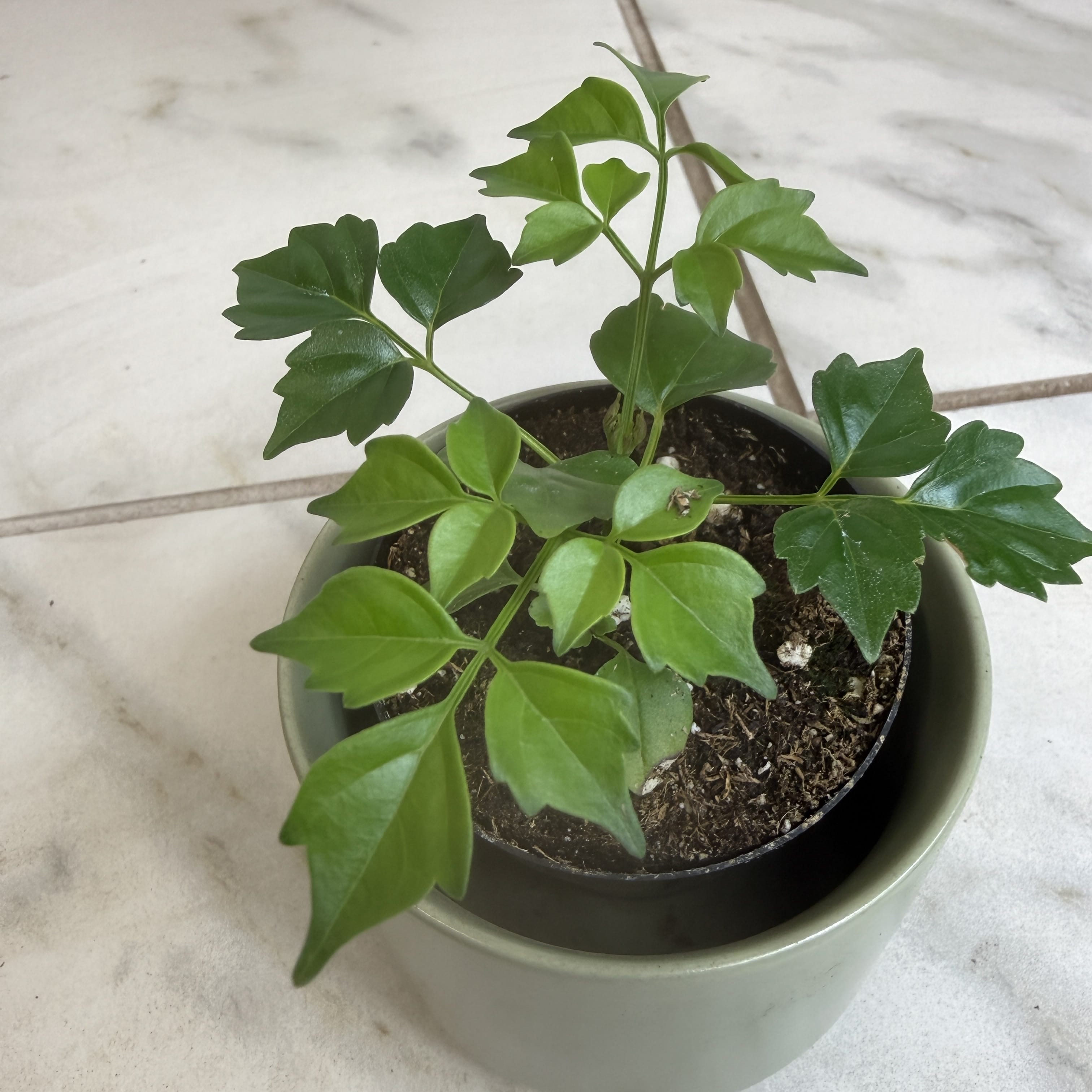 Radermachera Sinica China Doll, 2" Plant