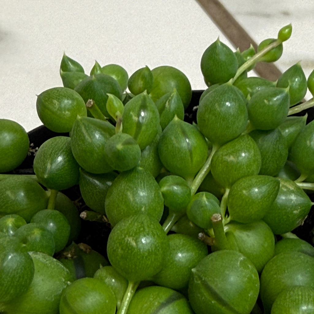Rowleyanus String of Pearls, 2" Plant