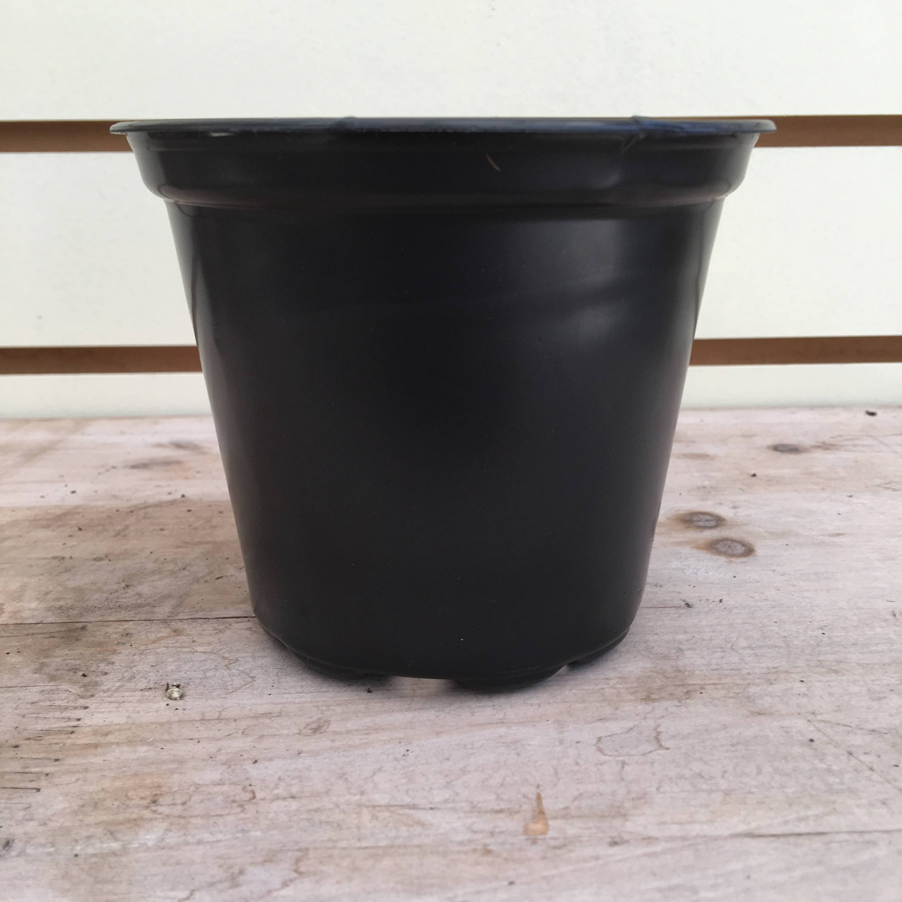 Starter Kit for 2 Large Plugs